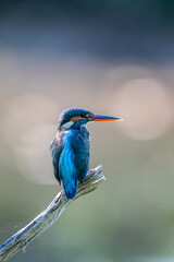 The common kingfisher (Alcedo atthis), also known as the Eurasian kingfisher and river kingfisher