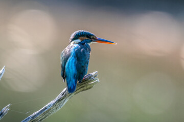 The common kingfisher (Alcedo atthis), also known as the Eurasian kingfisher and river kingfisher