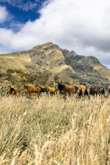 Pasochoa Volcano, Pichincha Province, Ecuador - July 5, 2025: Group of brown horses on the Pasochoa volcano, where the summit of the volcano itself is shown in the background.