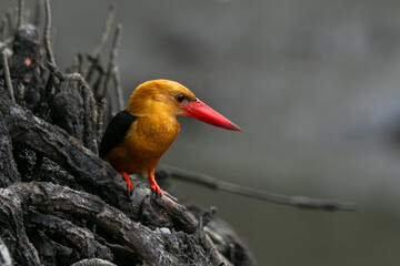 The brown-winged kingfisher (Pelargopsis amauroptera) is a species of bird in the subfamily Halcyoninae