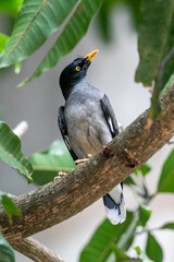  jungle myna (Acridotheres fuscus) is a myna, a member of the starling family.