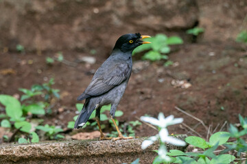  jungle myna (Acridotheres fuscus) is a myna, a member of the starling family.