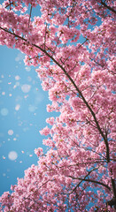 Photo Pink Cherry Blossom Tree Branches Reaching Towards Blue Sky