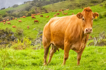 Vache laitière au pâturage , plaine des Cafres, Île de la Réunion 