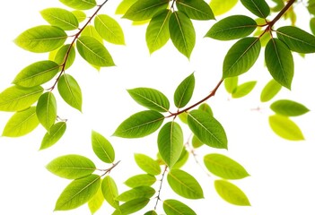 Fototapeta premium Fresh green birch branch with leaves forming a frame Top view, isolated on white, woodland, top view