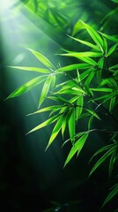 Naklejka premium Lush bamboo leaves illuminated by soft sunlight