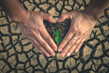 Our two hands in reforestation are the key to eliminating the drought crisis.