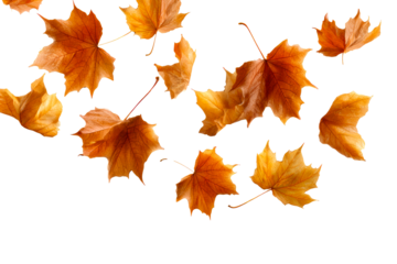 Autumn maple leaves falling in gentle descent