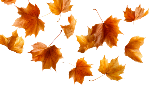 Autumn maple leaves falling in gentle descent