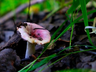 mushrooms in the forest