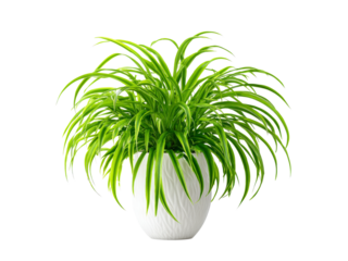 Lush green spider plant in elegant white pot home decor, Isolated On White Background, Png Transparent