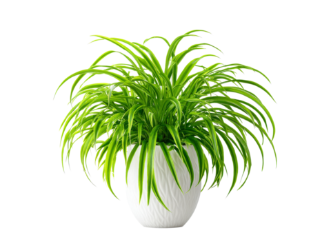 Lush green spider plant in elegant white pot home decor, Isolated On White Background, Png Transparent