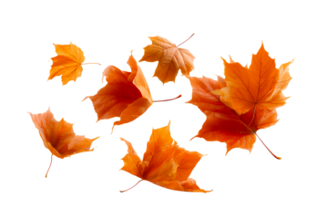 Autumn leaves falling in vibrant orange hues