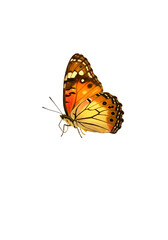 Obraz premium Photo of Colorful Butterfly with Wings Isolated on Black Background