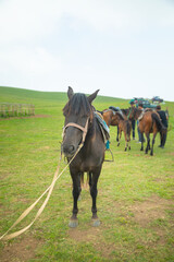 Obraz premium Beautiful brown horse in the field.