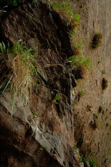 vegetation green scenery plant wall at zion national park emerald pool hike utah in summer time in july 
