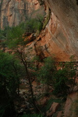Peaceful cliffs and green scenery at zion national park utah in summer time in july 