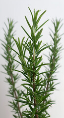 Fototapeta premium Photo of Green Rosemary Stalks on White Background Closeup Shot Fresh and Healthy