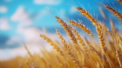 Fototapeta premium Golden wheat field under a bright blue sky
