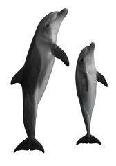 Obraz premium Photo of Two Dolphins Displaying Their Bodies Against Black Background