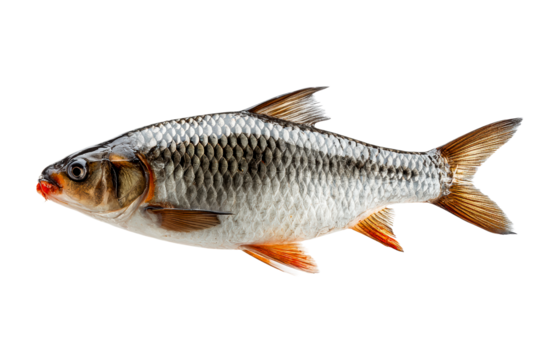 Silver fish with red fins swimming gracefully