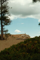 naturey view of animals and trees at bryce canyon national park utah