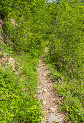 forest paths in a mountain plantation, flowering plants, morning sunlight