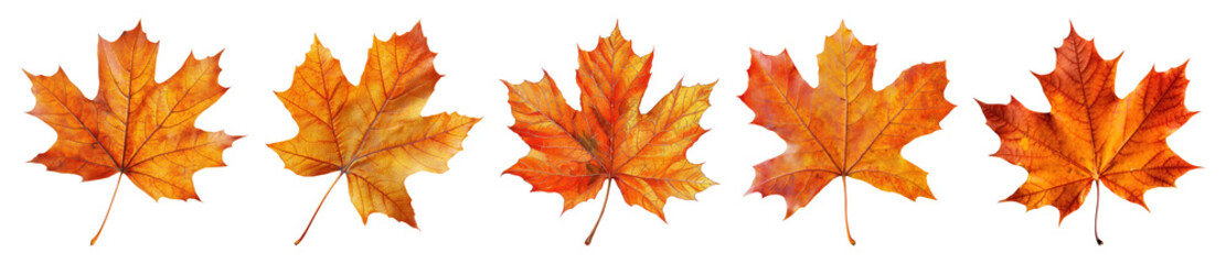 Fototapeta premium PNG Vibrant autumn maple leaves arrangement, element set on transparent background