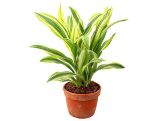Fototapeta premium Dracaena marginata plant in terracotta pot isolated on black background, Isolated On White Background, Png Transparent