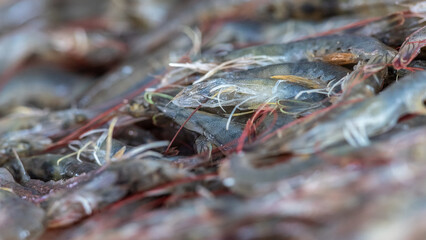 Pacific white shrimp, a quality ingredient developed in a closed farm system
