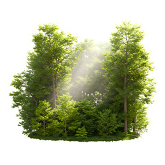 Obraz premium Realistic Forest Illustration with Sunlight Streaming Through Trees on White Background