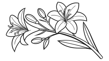 Elegant Lily Flowers and Buds Line Art Illustration. Botanical outline drawing of blooming lilies with leaves, isolated on white background.