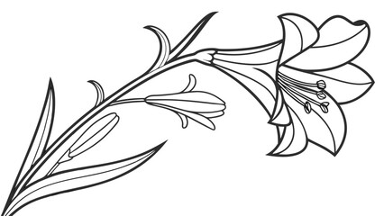 Elegant Lily Flower and Bud Line Art Illustration for Botanical Designs