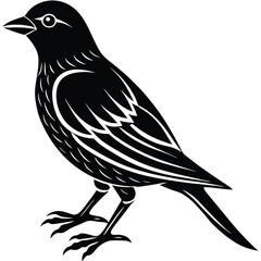 Obraz premium Bird Silhouette