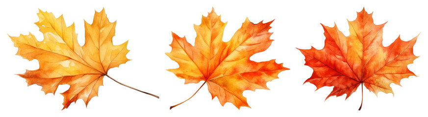 PNG Vibrant watercolor autumn maple leaves, element set on transparent background