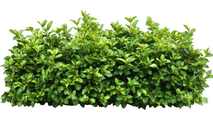 Obraz premium Lush bush of green leaves with natural texture isolated on white background