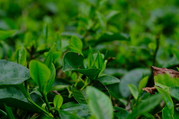 Tea plantation. Camellia sinensis is a tea plant, a species of plant whose leaves and shoots are used to make tea.