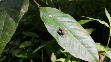 Musca domestica, subordo Cyclorrhapha. Insect fly with red eyes and has thin wings perched on green leaves, World Environment Day on June 5th.