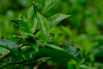 Tea plantation. Tea leaf shoots. Camellia sinensis is a tea plant, a species of plant whose leaves and shoots are used to make tea