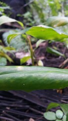 Baby musca domestica perched on a green leaf. Shot in the forest. This type is often seen flying in the kitchen. World Wildlife Conservation Day on December 4th. 
