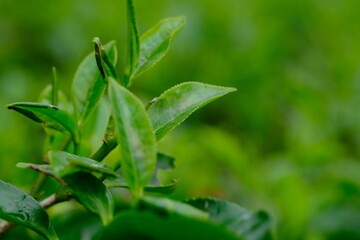 Tea plantation. Tea leaf shoots. Camellia sinensis is a tea plant, a species of plant whose leaves and shoots are used to make tea
