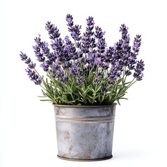 Fototapeta premium Lavender Plant in Vintage-Style Tin Container - Fragrant Lavender Plant Image for Lavender Plant Enthusiasts