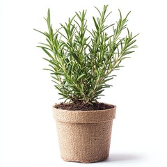 Rosemary Herb Plant in Biodegradable Fiber Pot - Fresh Rosemary Herb Photo for Rosemary Herb Lovers