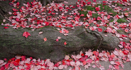 pink leaves on a log, fallen log and pink leaves, leaves scattered on a log