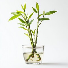 Tabletop Bamboo Plant in Decorative Glass Container - Serene Tabletop Bamboo Image for Tabletop Bamboo Fans