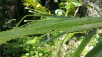 Baby musca domestica perched on a green leaf. The housefly (Musca domestica). Perfect for documentaries about tropical rainforests and World Nature Conservation Day on July 28th.