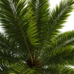 Fototapeta premium Realistic Palm Tree Illustration Featuring Green Leaves Isolated on Transparent Background