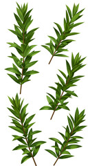 Obraz premium Realistic Green Leafy Branches on Transparent Isolated Background