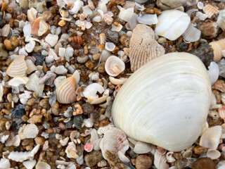 shells on the beach