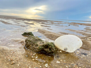 shell on the beach